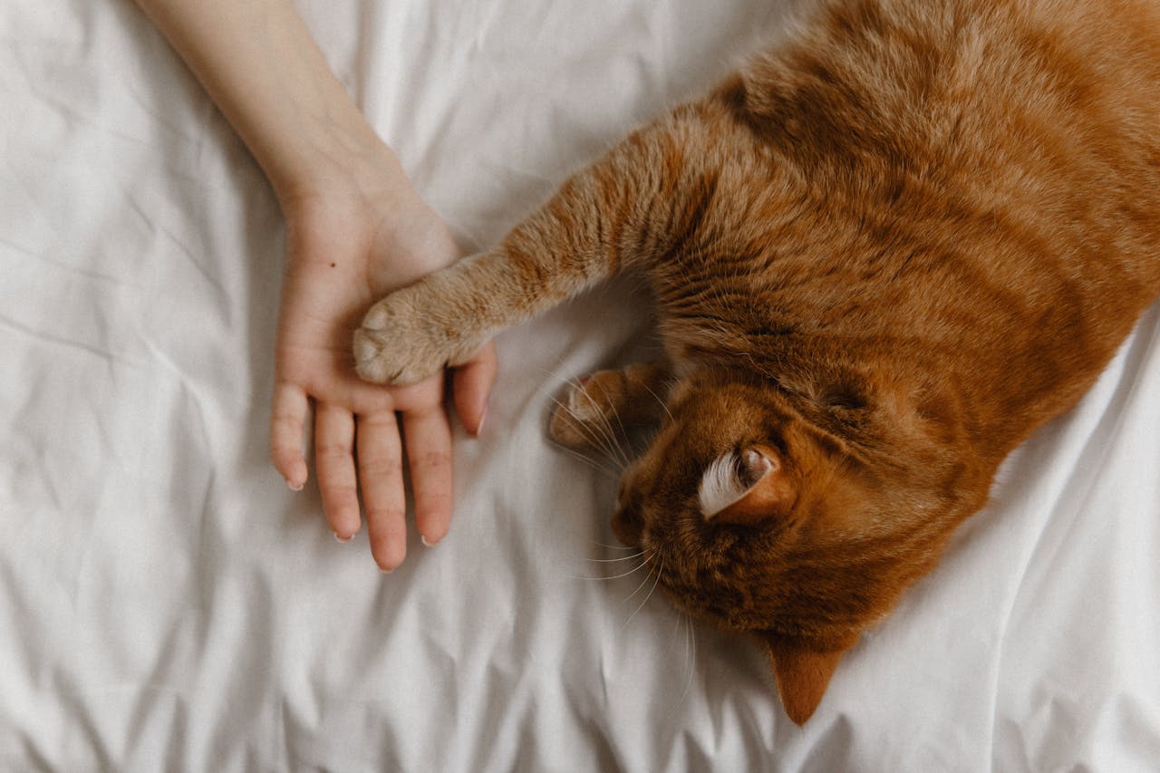 7 Signs Your Cat is Actually Happy