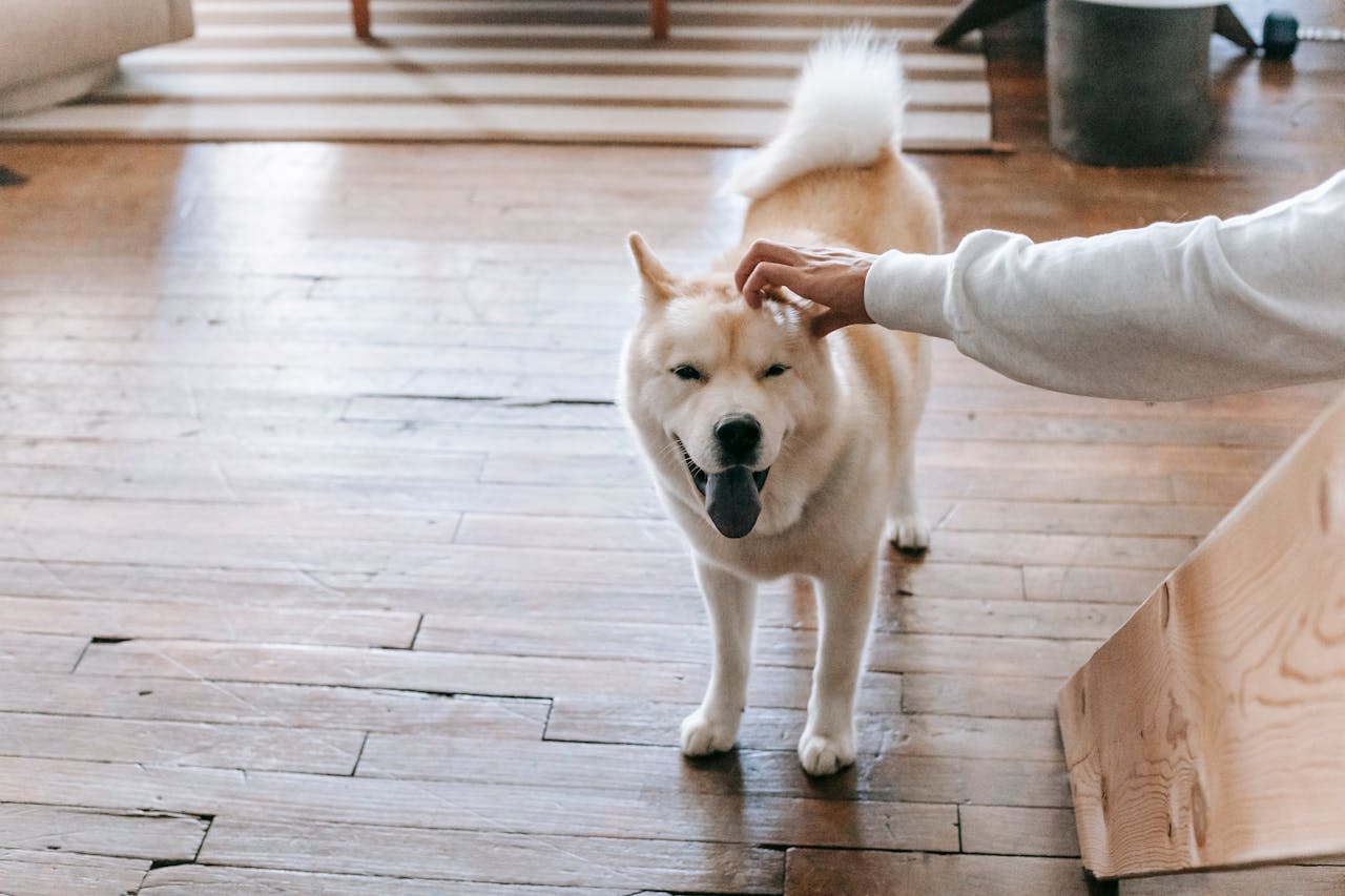 How to Choose the Right Toy for Your Dog’s Personality